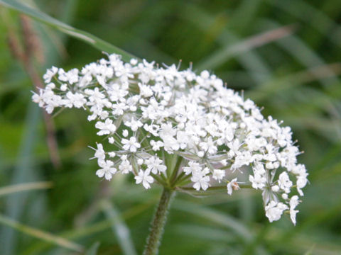 Laserpitium halleri