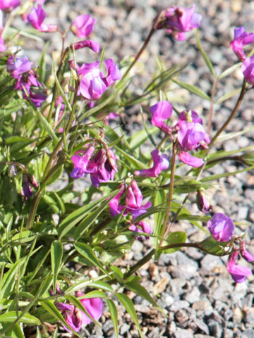 Lathyrus montanus