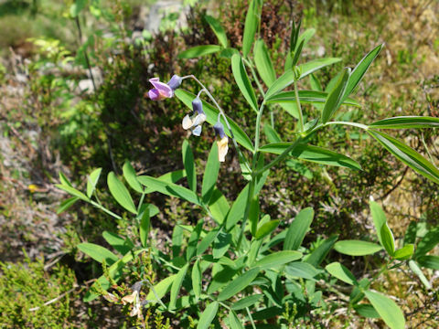 Lathyrus montanus