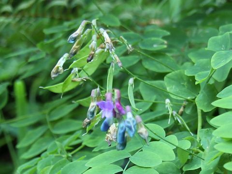 Lathyrus nevadensis