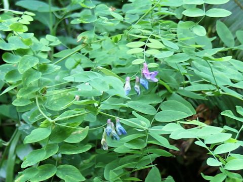 Lathyrus nevadensis