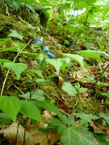 Lathyrus vernus