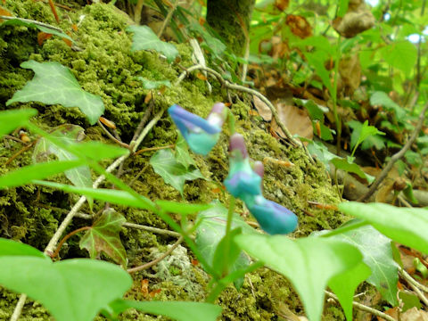 Lathyrus vernus