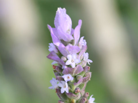 Lavandula dentata