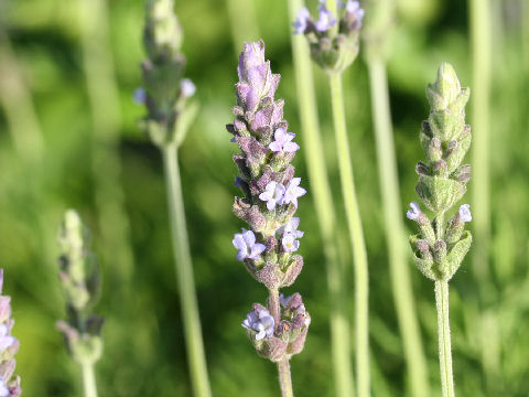 Lavandula dentata