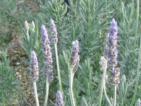 Lavandula dentata