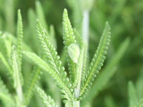 Lavandula dentata