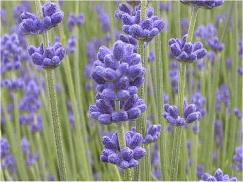 Lavandula angustifolia