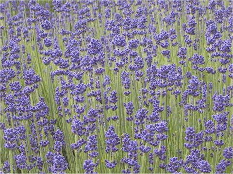 Lavandula angustifolia