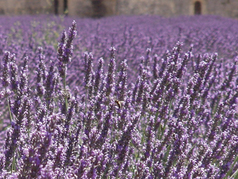 Lavandula angustifolia