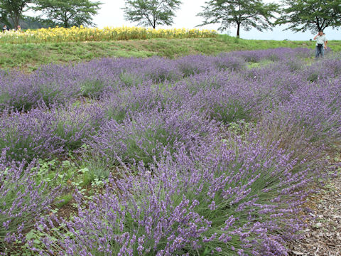 Lavandula angustifolia