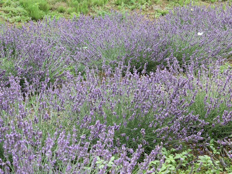 Lavandula angustifolia