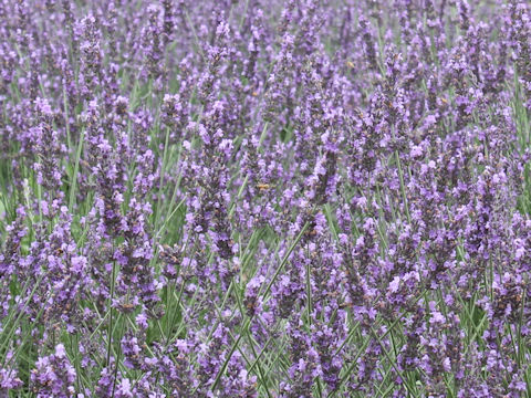 Lavandula angustifolia