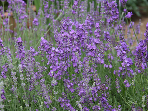 Lavandula angustifolia