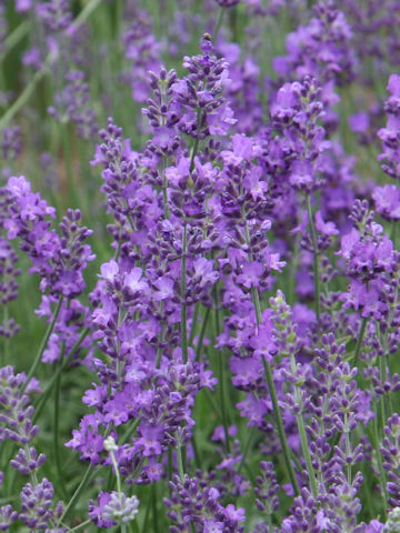 Lavandula angustifolia