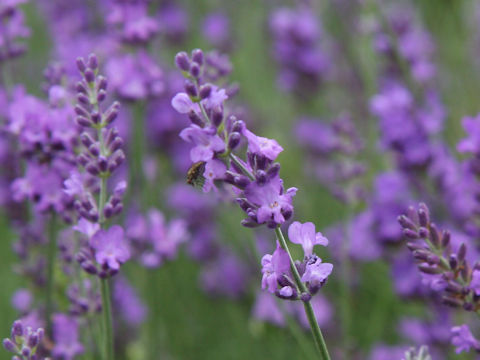 Lavandula angustifolia