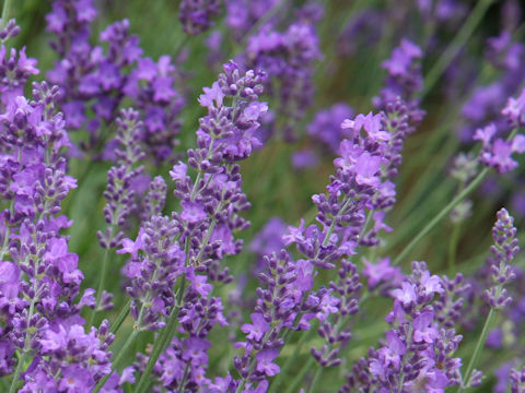 Lavandula angustifolia