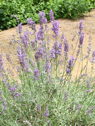 Lavandula angustifolia