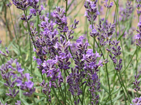 Lavandula angustifolia