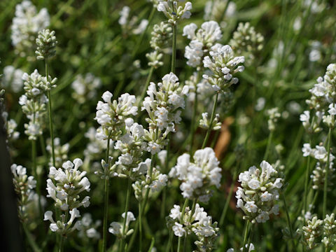 Lavandula angustifolia cv. Nana Alba