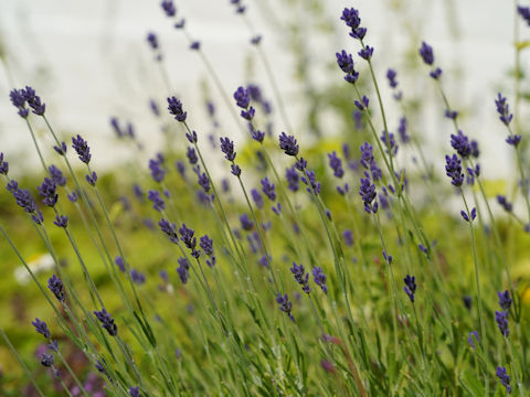 Lavandula angustifolia