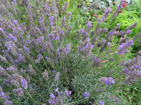 Lavandula angustifolia