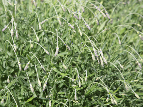 Lavandula angustifolia