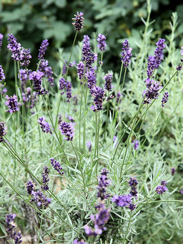 Lavandula angustifolia cv. Hidcote