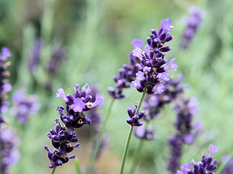 Lavandula angustifolia cv. Hidcote