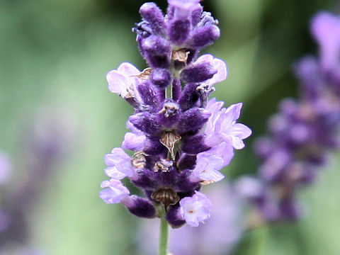 Lavandula angustifolia cv. Hidcote