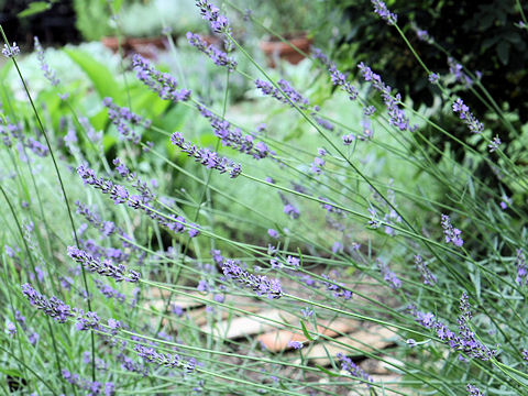 Lavandula x intermedia cv. Impress Purple