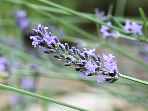 Lavandula x intermedia cv. Impress Purple