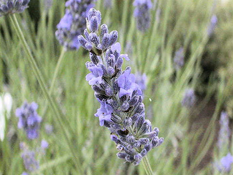 Lavandula x intermedia cv. Provance Blue