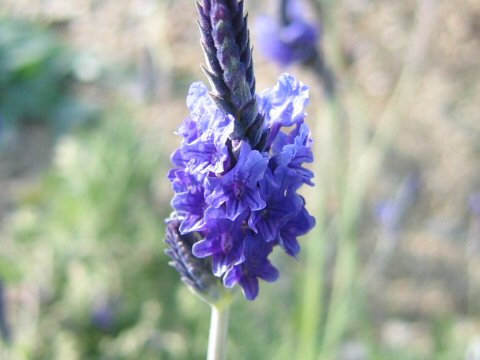 Lavandula multifida