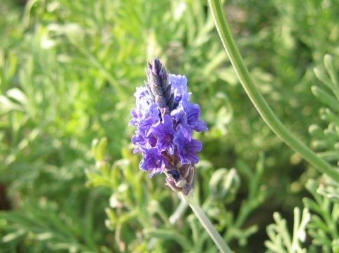 Lavandula multifida