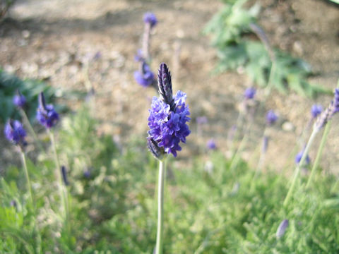 Lavandula multifida