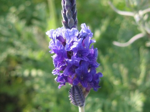 Lavandula pinnata