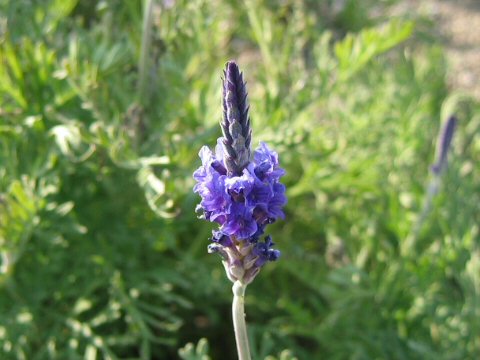 Lavandula pinnata