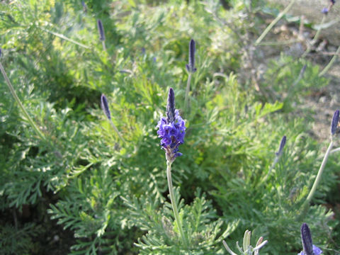 Lavandula pinnata