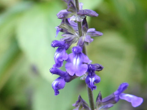 Salvia cv. Indigo Spires