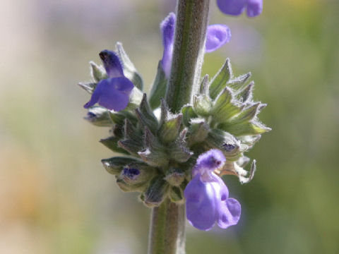 Salvia cv. Indigo Spires