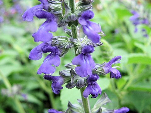 Salvia cv. Indigo Spires