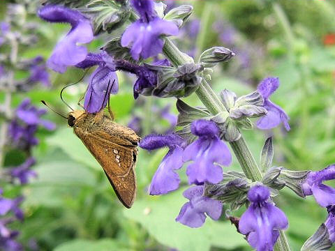 Salvia cv. Indigo Spires