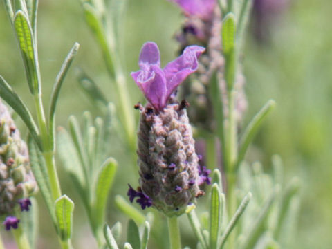 Lavandula stoechas