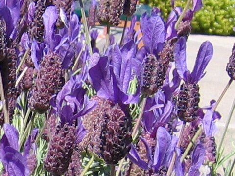 Lavandula stoechas