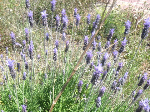 Lavandula stoechas