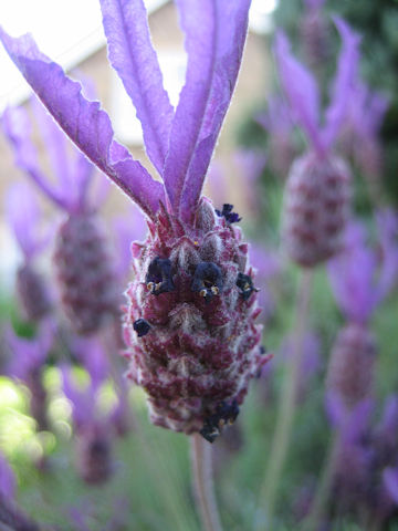 Lavandula stoechas