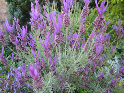 Lavandula stoechas