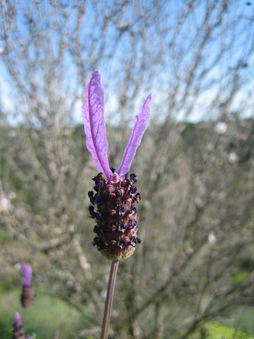 Lavandula stoechas