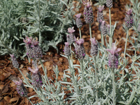 Lavandula stoechas cv. Silver Anouk